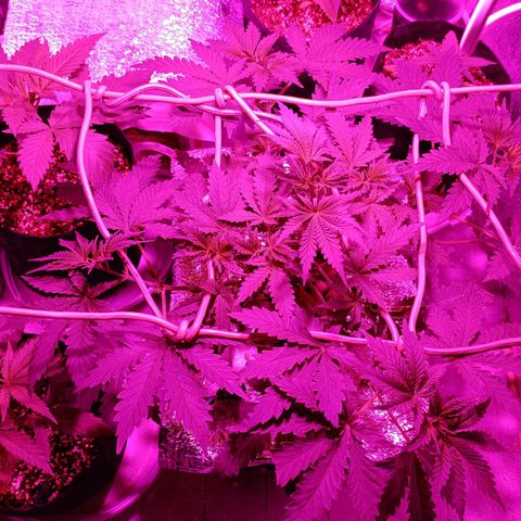 Pineapple Express growlog timeline photo