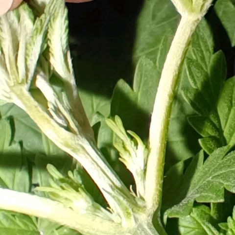Pineapple Express growlog timeline photo