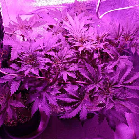 Pineapple Express growlog timeline photo