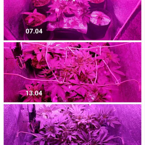 Pineapple Express growlog timeline photo