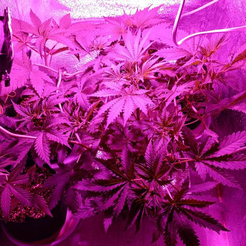Pineapple Express growlog timeline photo