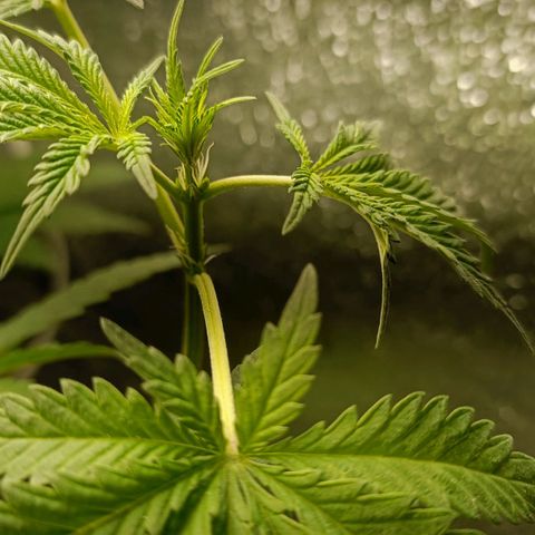 Pineapple Express growlog timeline photo