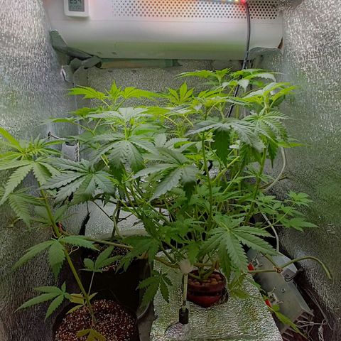 Pineapple Express growlog timeline photo