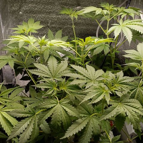 Pineapple Express growlog timeline photo