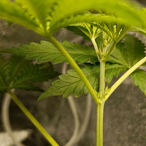 Pineapple Express growlog timeline photo