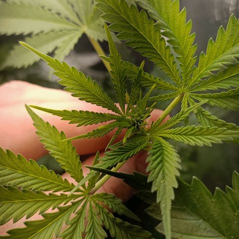 Pineapple Express growlog timeline photo