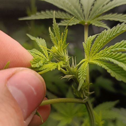 Pineapple Express growlog timeline photo