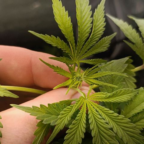 Pineapple Express growlog timeline photo