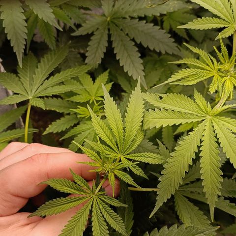 Pineapple Express growlog timeline photo