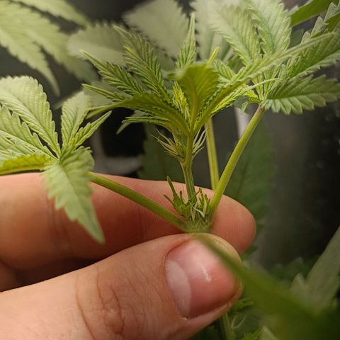 Pineapple Express growlog timeline photo
