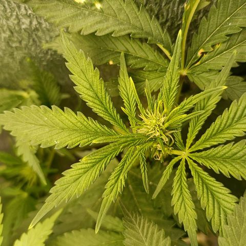Pineapple Express growlog timeline photo
