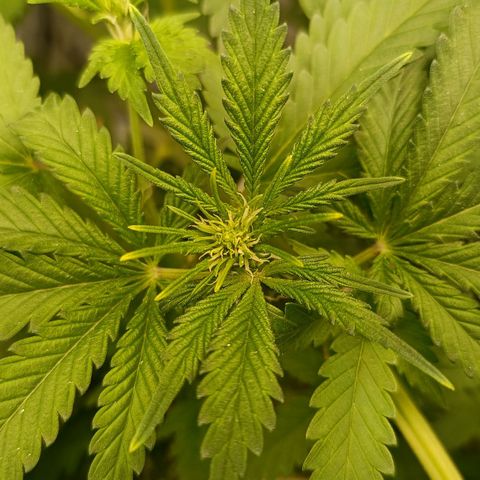 Pineapple Express growlog timeline photo