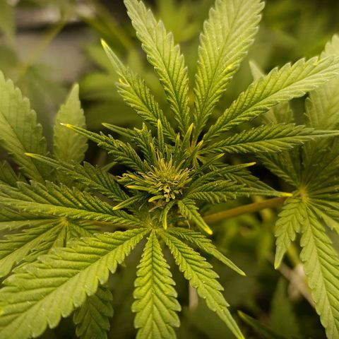Pineapple Express growlog timeline photo