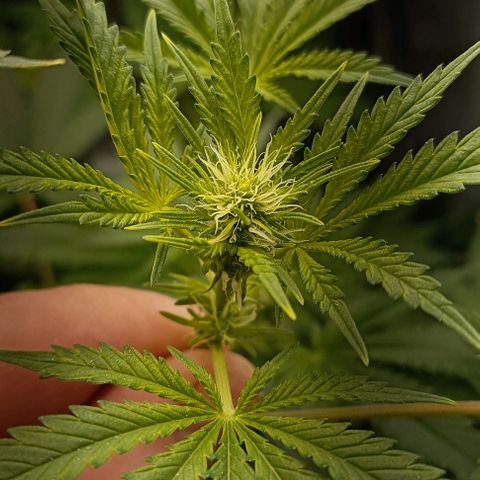 Pineapple Express growlog timeline photo