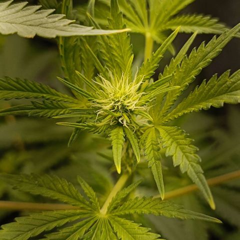 Pineapple Express growlog timeline photo
