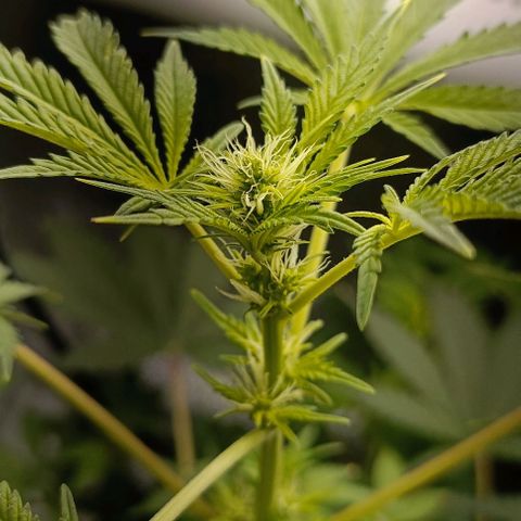 Pineapple Express growlog timeline photo