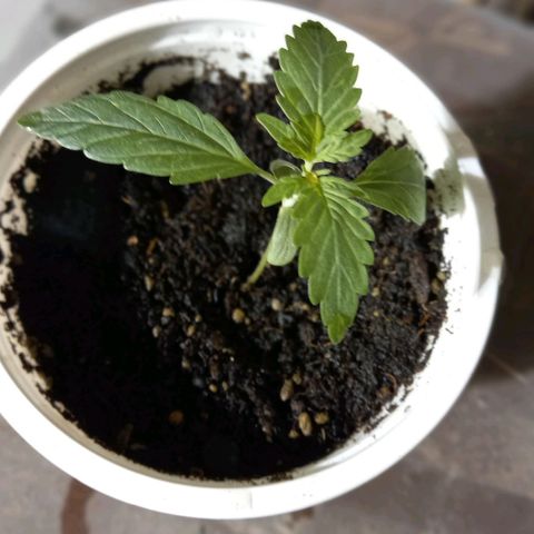 Auto Galaxy growlog timeline photo