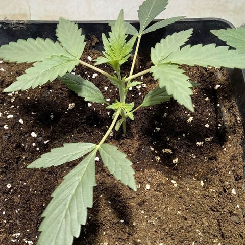Auto Galaxy growlog timeline photo