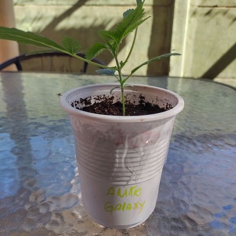 Auto Galaxy growlog timeline photo