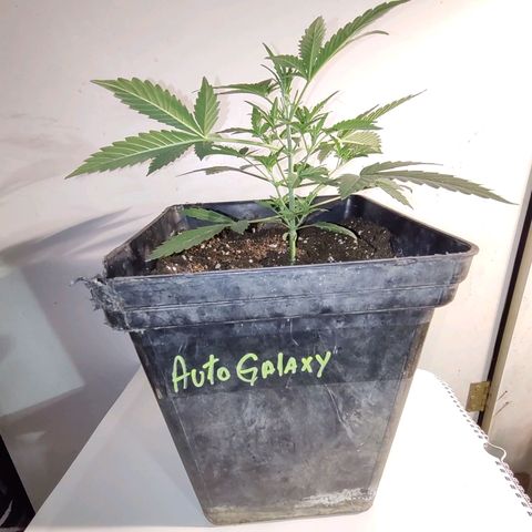 Auto Galaxy growlog timeline photo