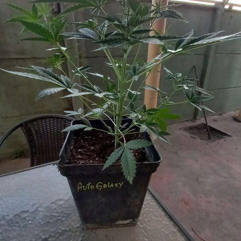 Auto Galaxy growlog timeline photo