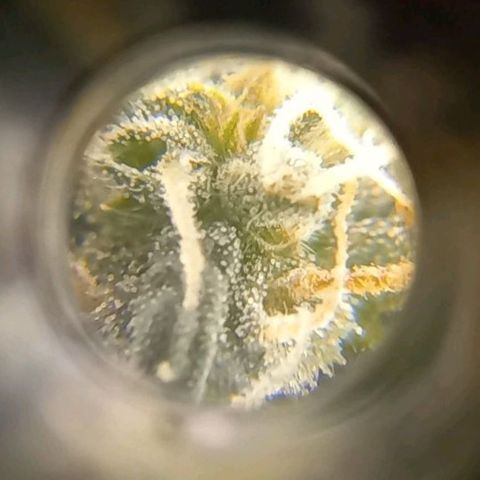 Auto Galaxy growlog timeline photo