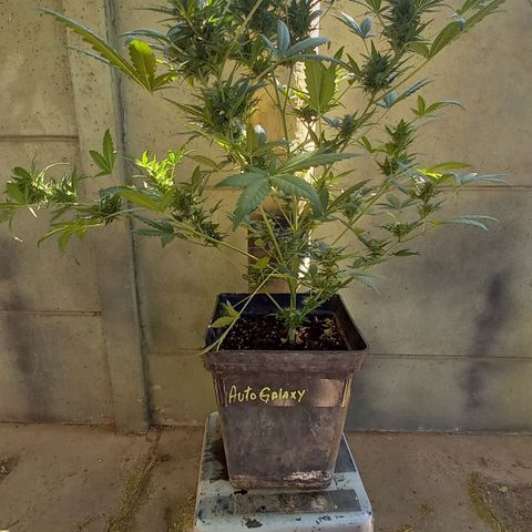 Auto Galaxy growlog timeline photo