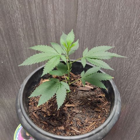 Frozen Jelly ou king juice  growlog timeline photo