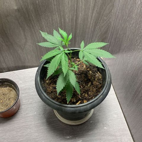 Frozen Jelly ou king juice  growlog timeline photo