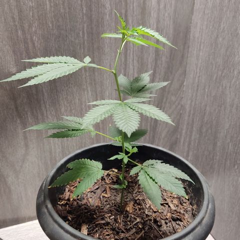 Frozen Jelly ou king juice  growlog timeline photo