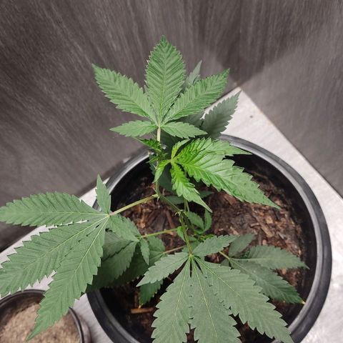Frozen Jelly ou king juice  growlog timeline photo