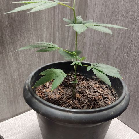Frozen Jelly ou king juice  growlog timeline photo