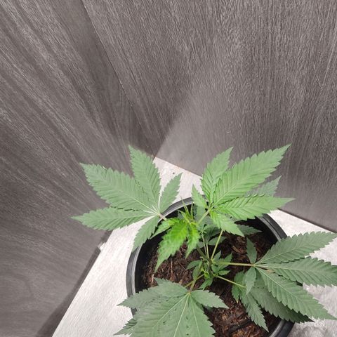 Frozen Jelly ou king juice  growlog photo: 35 centímetros 