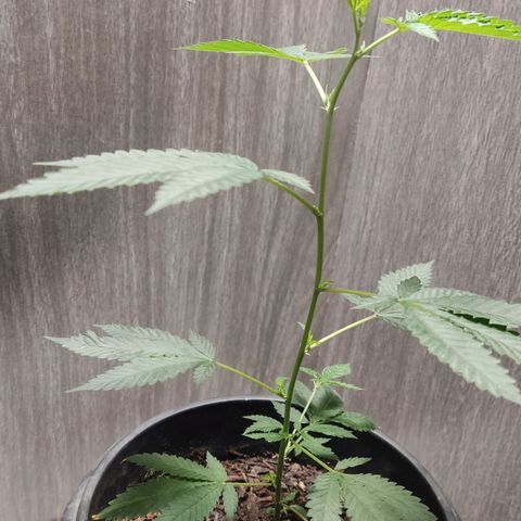 Frozen Jelly ou king juice  growlog photo: 35 centímetros 