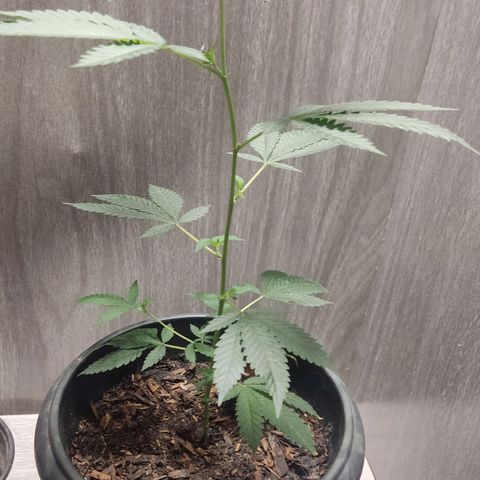 Frozen Jelly ou king juice  growlog timeline photo