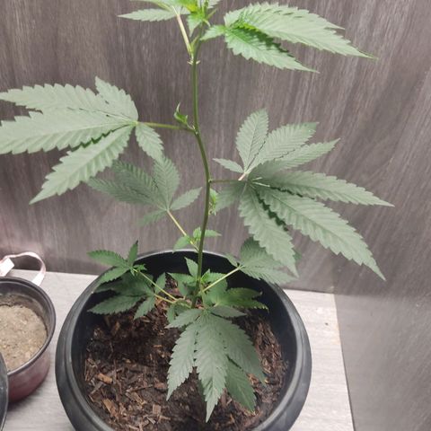 Frozen Jelly ou king juice  growlog timeline photo