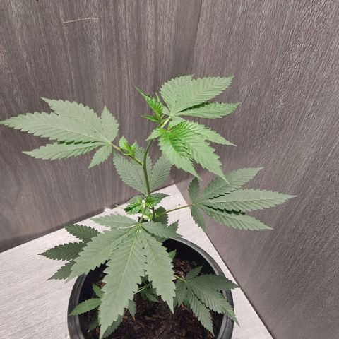 Frozen Jelly ou king juice  growlog timeline photo