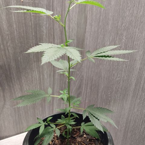 Frozen Jelly ou king juice  growlog timeline photo