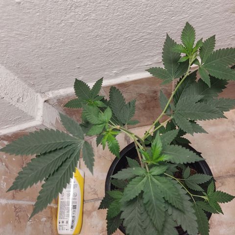 Frozen Jelly ou king juice  growlog timeline photo