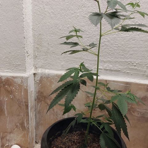 Frozen Jelly ou king juice  growlog timeline photo