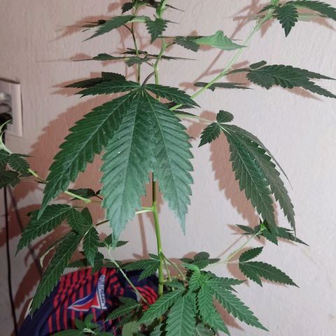 Frozen Jelly ou king juice  growlog timeline photo