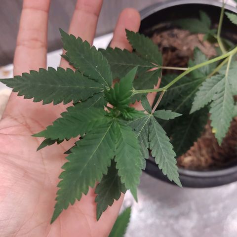 Frozen Jelly ou king juice  growlog timeline photo