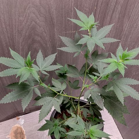 Frozen Jelly ou king juice  growlog timeline photo