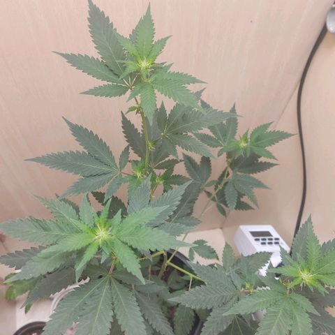 Frozen Jelly ou king juice  growlog photo: 75 centímetros 