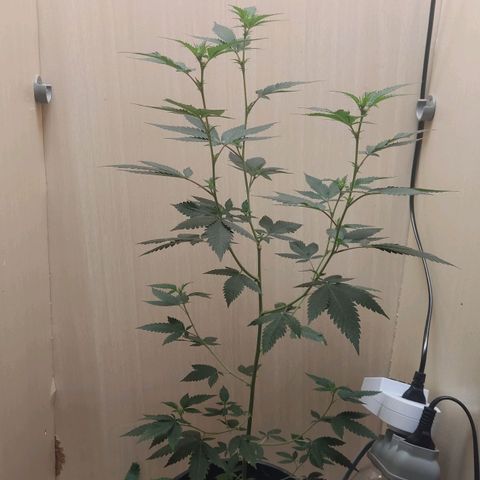 Frozen Jelly ou king juice  growlog photo: 75 centímetros 