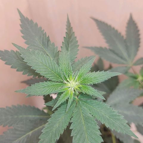 Frozen Jelly ou king juice  growlog timeline photo