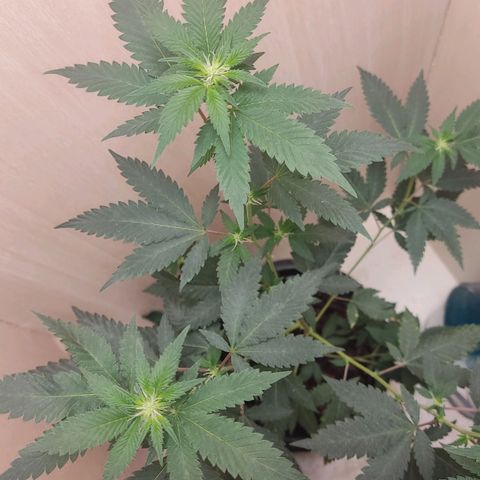 Frozen Jelly ou king juice  growlog timeline photo