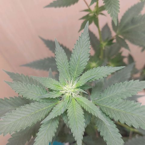 Frozen Jelly ou king juice  growlog timeline photo
