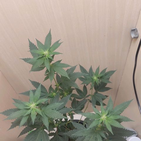 Frozen Jelly ou king juice  growlog timeline photo
