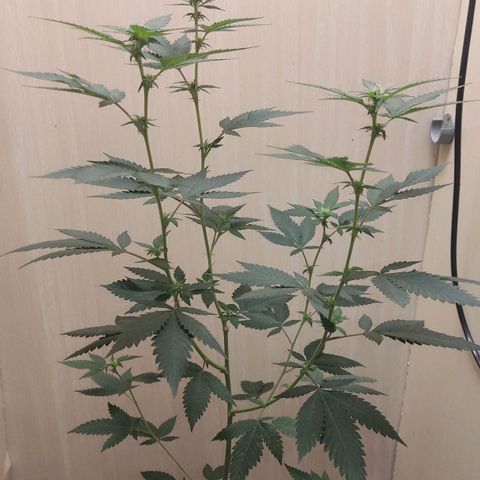 Frozen Jelly ou king juice  growlog timeline photo